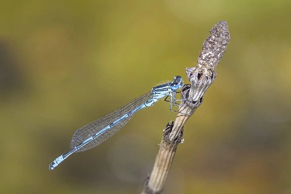 Male azure damselfly resting on a dry plant stem, photographed at Montiaghs Moss