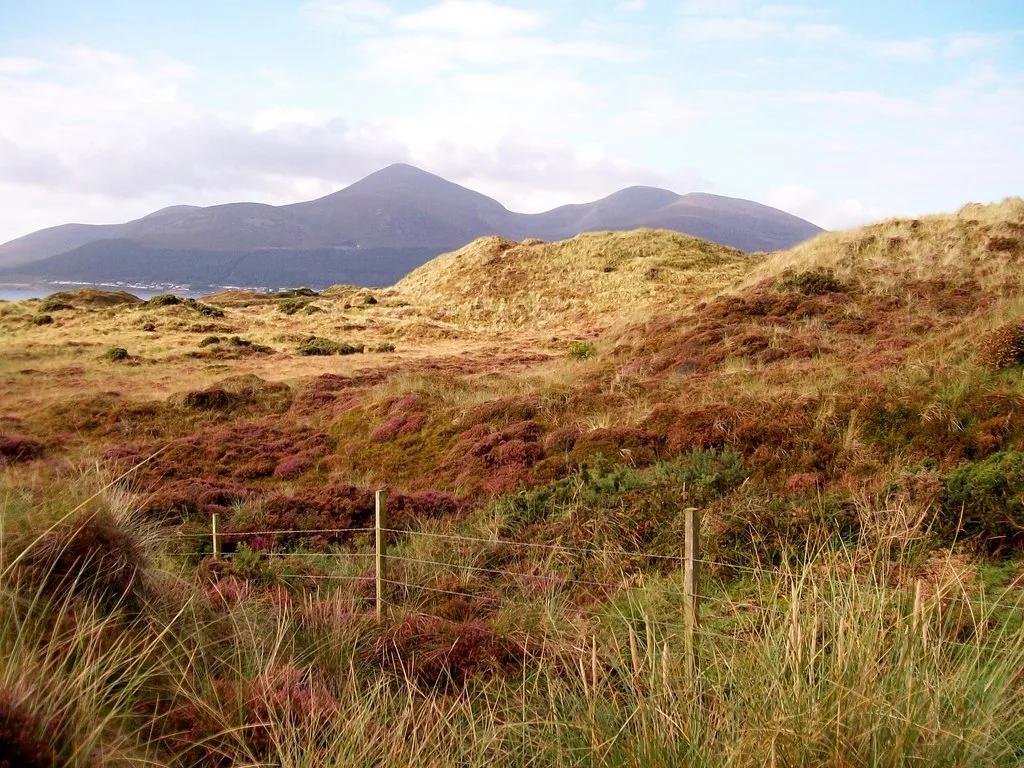 Grass-covered dunes and heath at Murlough National Nature Reserve with mountains beyond