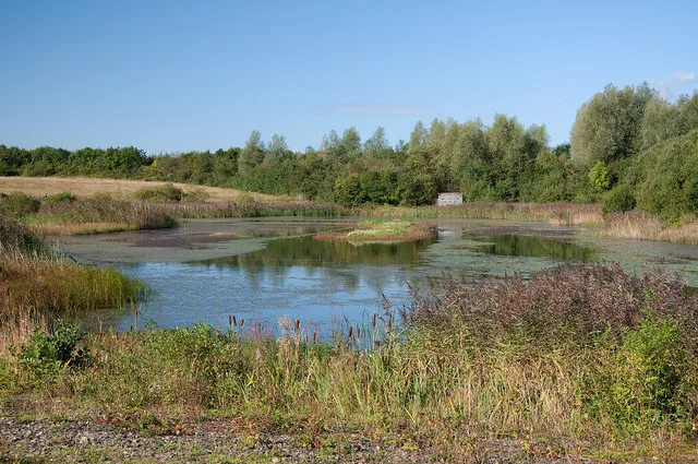 Reed-fringed water at the Northern Wetlands in Parc Slip Nature Reserve