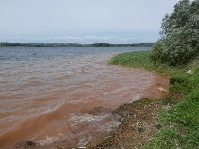 Wind-ruffled water at Chew Valley Lake beside reeds and overhanging willow branches