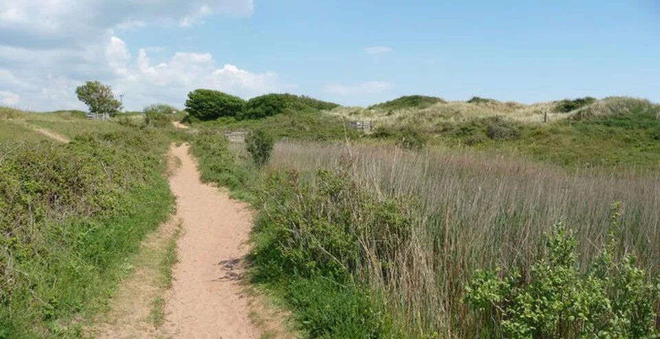 Sandy path through grass and dunes at Dawlish Warren National Nature Reserve