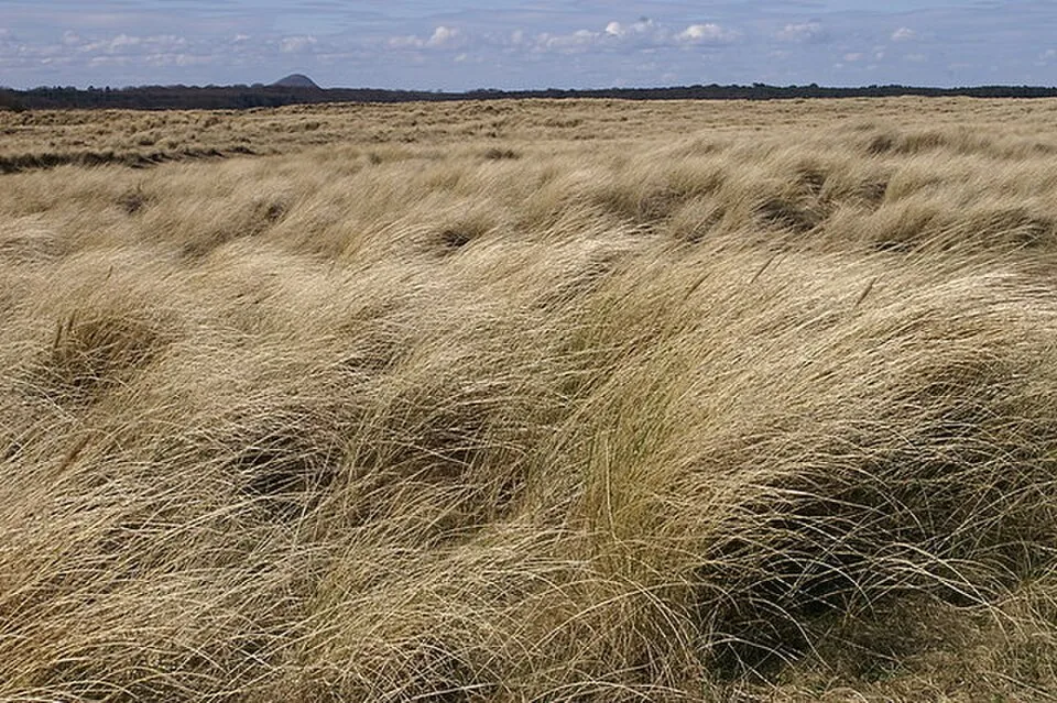 Wind-shaped marram grass covering dunes in John Muir Country Park