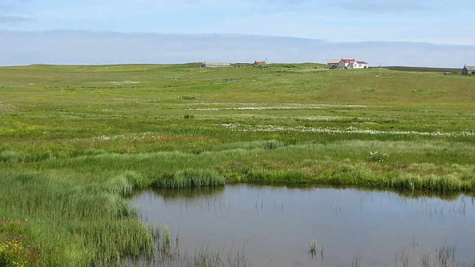 The wetland pools at Mires of Funzie on Fetlar