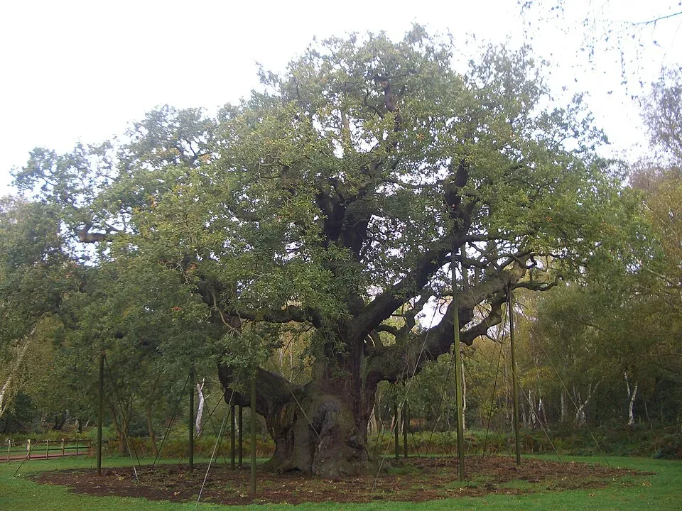 The Major Oak in Sherwood Forest behind its protective fence