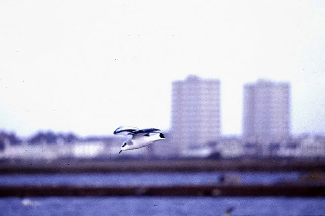 Little Gull flying over Seaforth Dock Pools, with tower blocks behind, photographed in January 1984