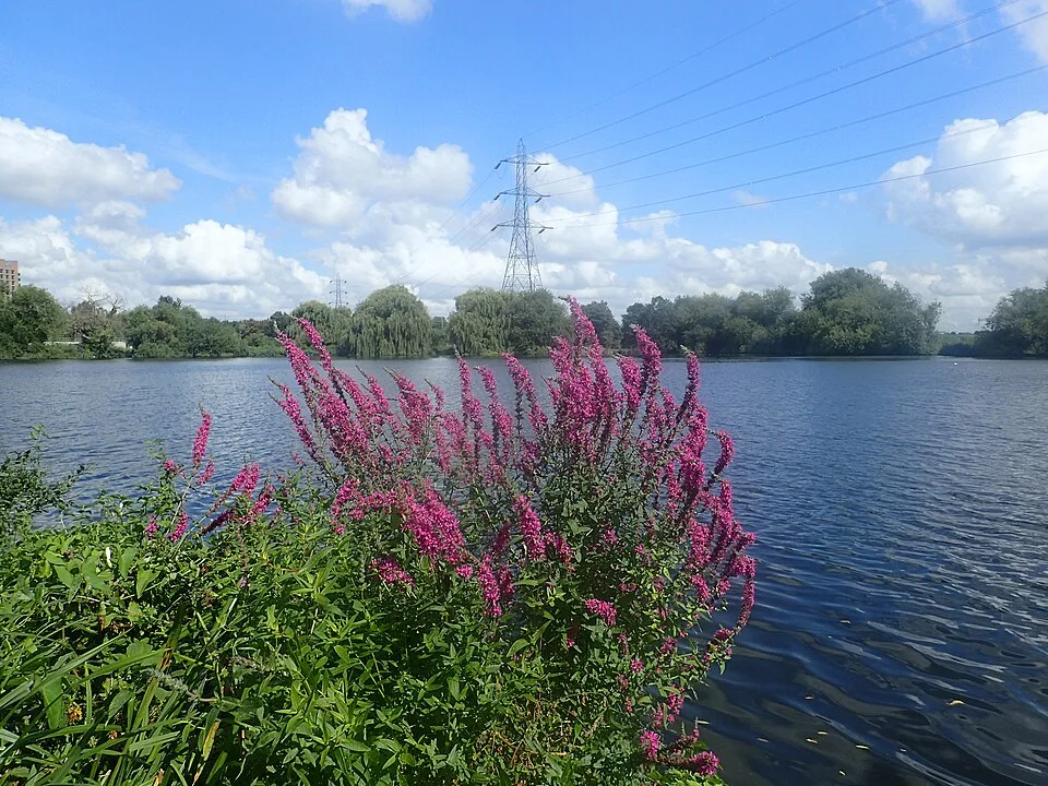 Walthamstow Wetlands showing the water and surrounding habitat