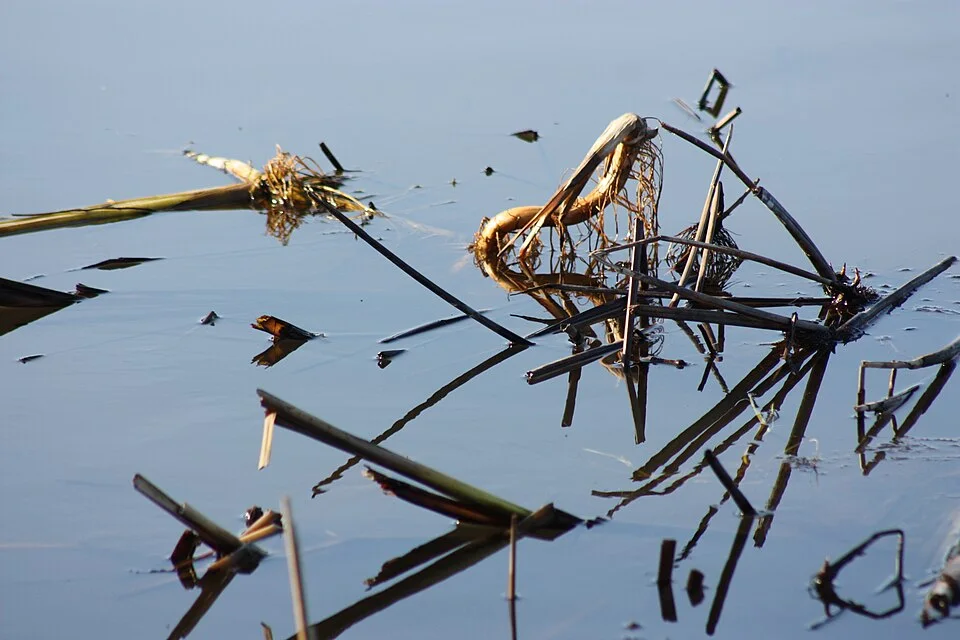 Broken reed stems and reflections on still water at Quoile Pondage