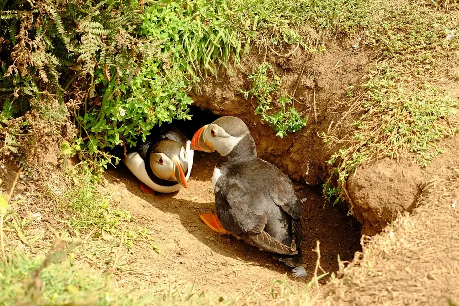 Atlantic Puffins beside a burrow on Skomer Island