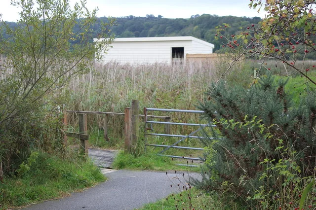 Path and gate approaching Mallard Hide among reeds and scrub at Teifi Marshes