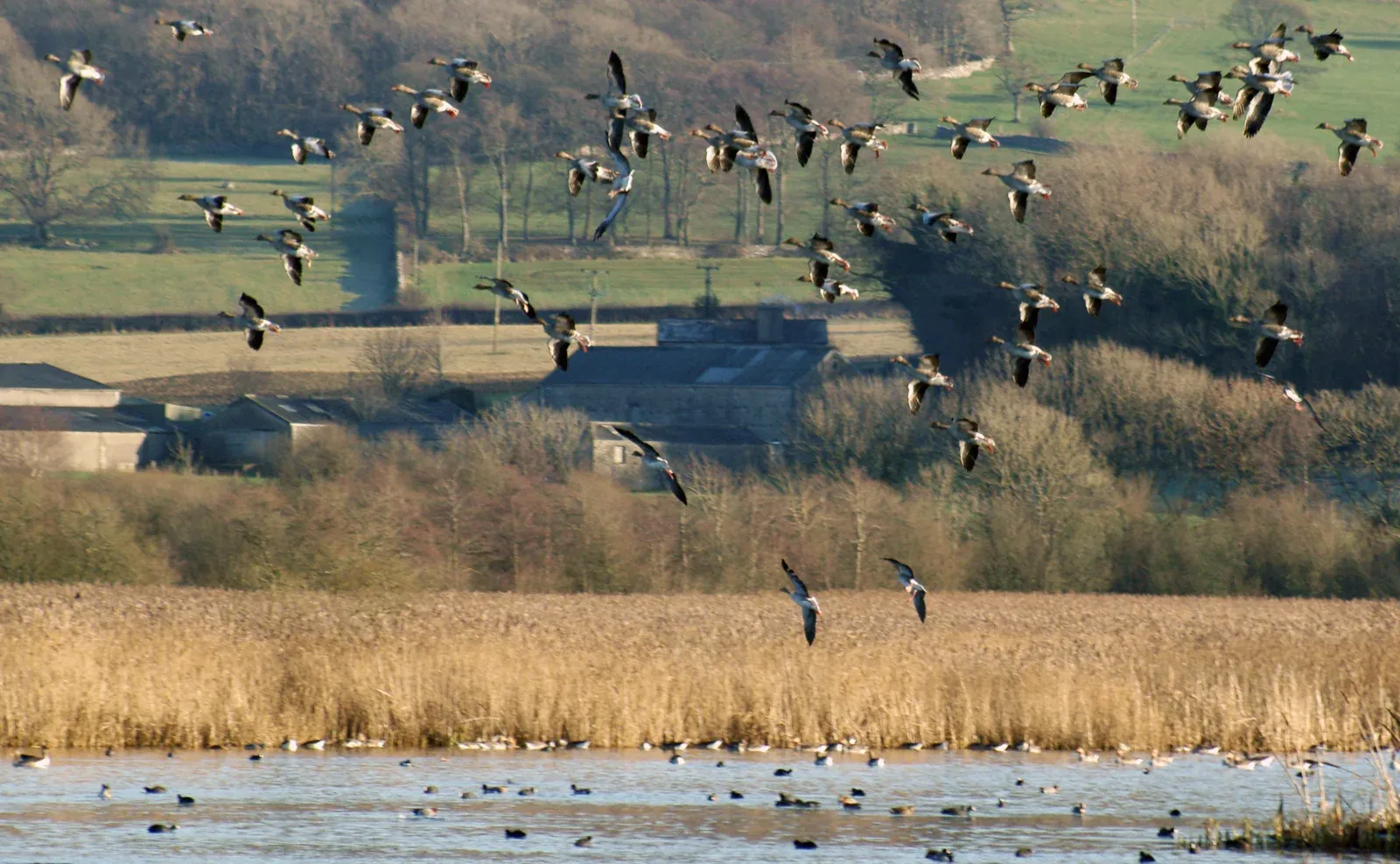 Greylag Geese flying above open water and reedbeds at Leighton Moss